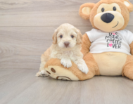 6 week old Cockapoo Puppy For Sale - Puppy Love PR