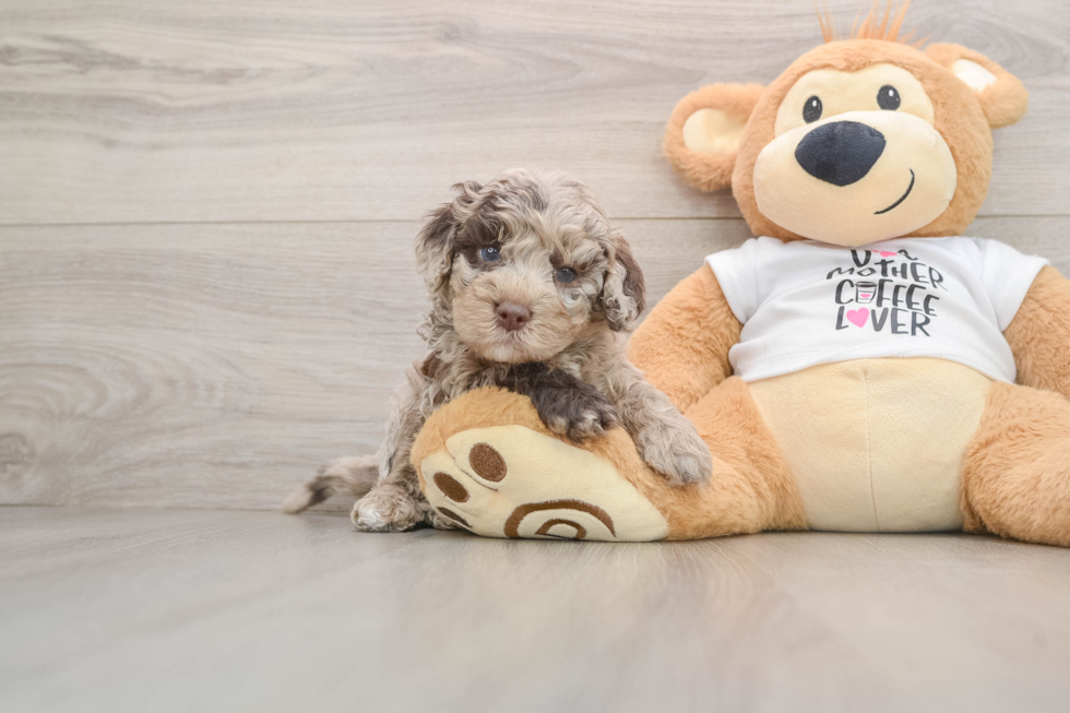 Cockapoo Puppy for Adoption