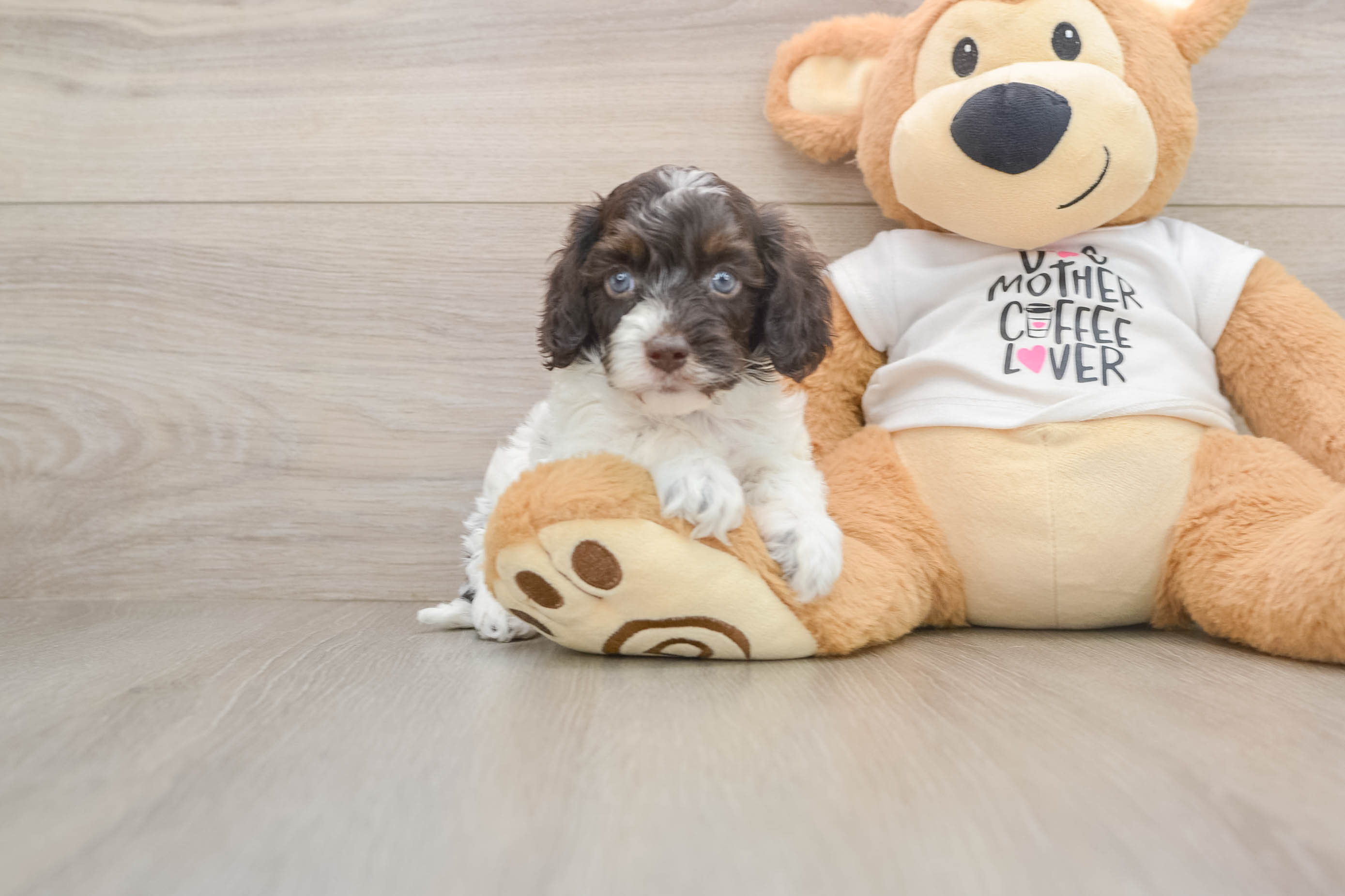 Petite Cockapoo Poodle Mix Pup