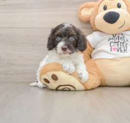 5 week old Cockapoo Puppy For Sale - Puppy Love PR