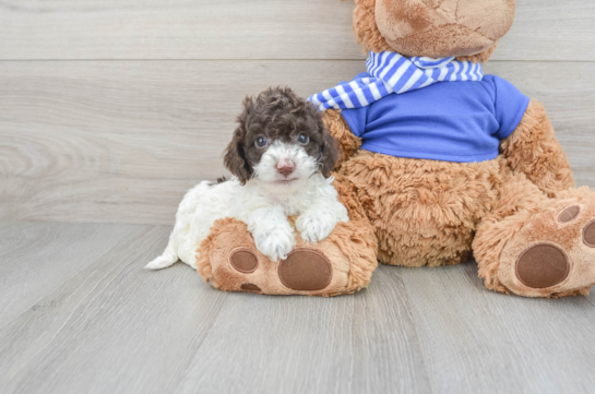 Cockapoo Pup Being Cute