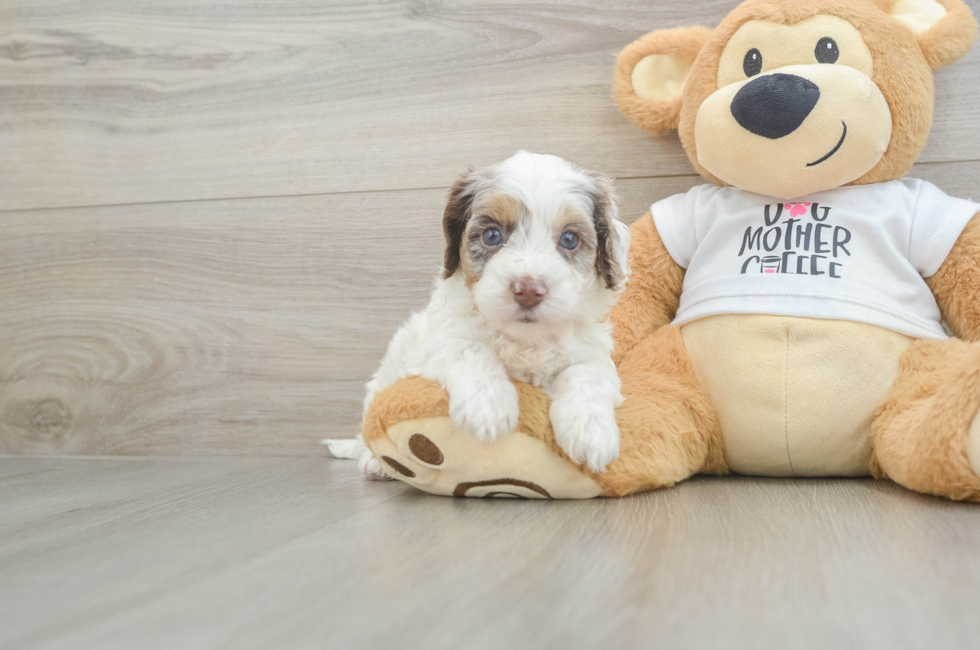 5 week old Cockapoo Puppy For Sale - Puppy Love PR
