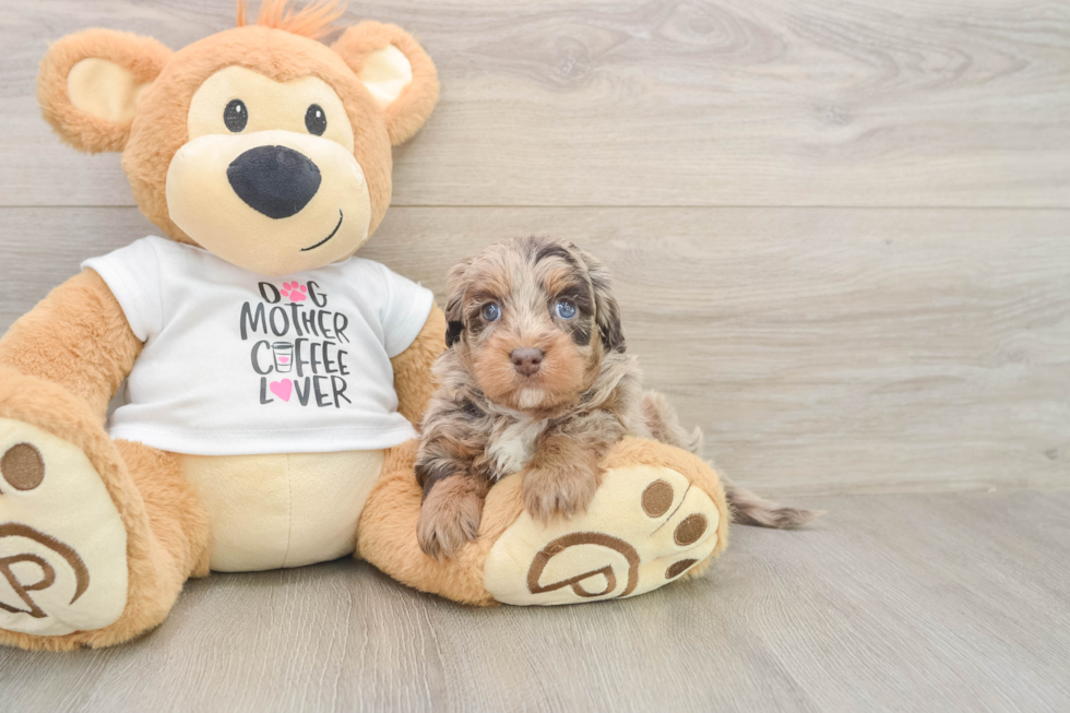 Playful Cocker Doodle Poodle Mix Puppy