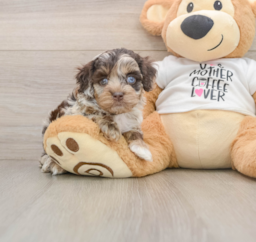 5 week old Cockapoo Puppy For Sale - Puppy Love PR