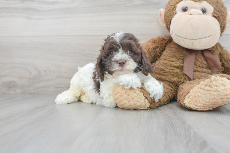 Cockapoo Pup Being Cute