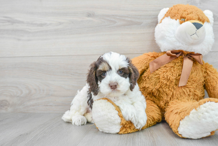 Meet Katrina - our Cockapoo Puppy Photo 1/3 - Puppy Love PR Cockapoo Puppy for Adoption