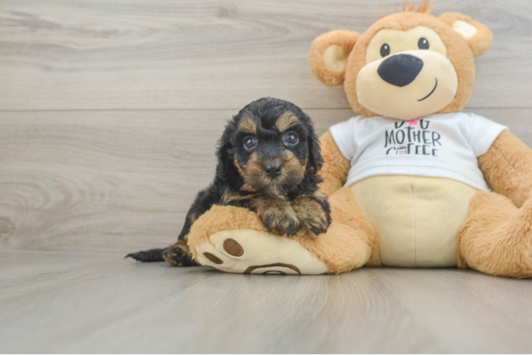 Happy Cockapoo Baby
