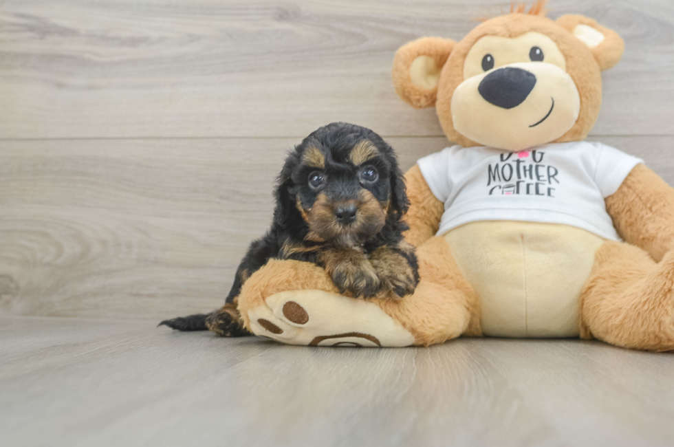 5 week old Cockapoo Puppy For Sale - Puppy Love PR