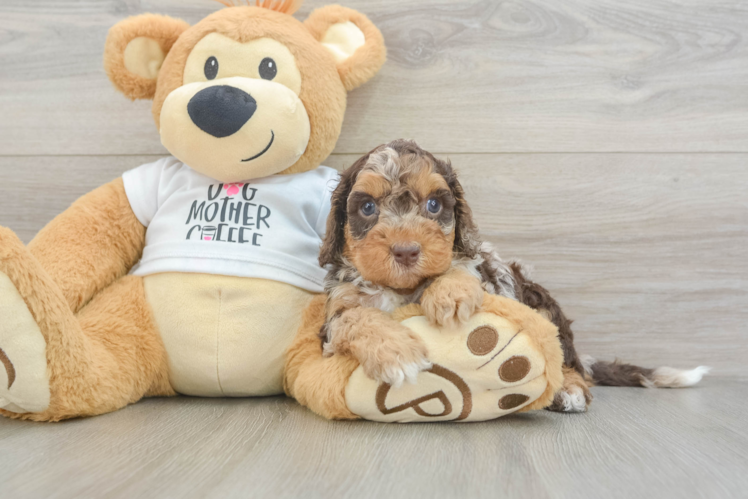 Adorable Cocker Doodle Poodle Mix Puppy