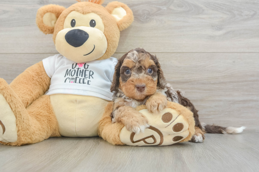 5 week old Cockapoo Puppy For Sale - Puppy Love PR