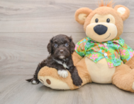 6 week old Cockapoo Puppy For Sale - Puppy Love PR