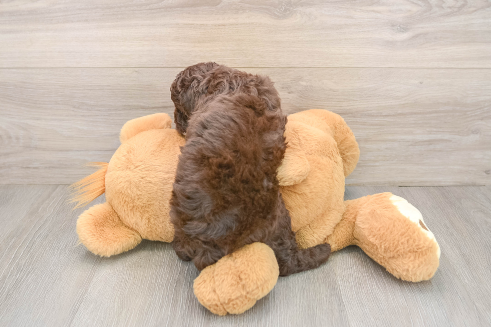 Cockapoo Puppy for Adoption