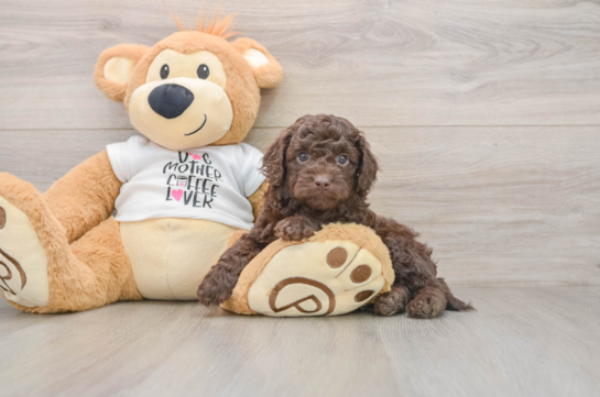 Petite Cockapoo Poodle Mix Pup