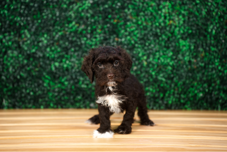 Cute Cocker Doodle Poodle Mix Puppy
