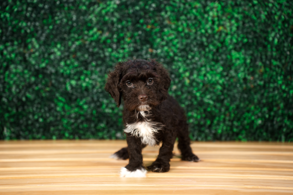 Cute Cocker Doodle Poodle Mix Puppy