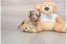 Small Cockapoo Baby