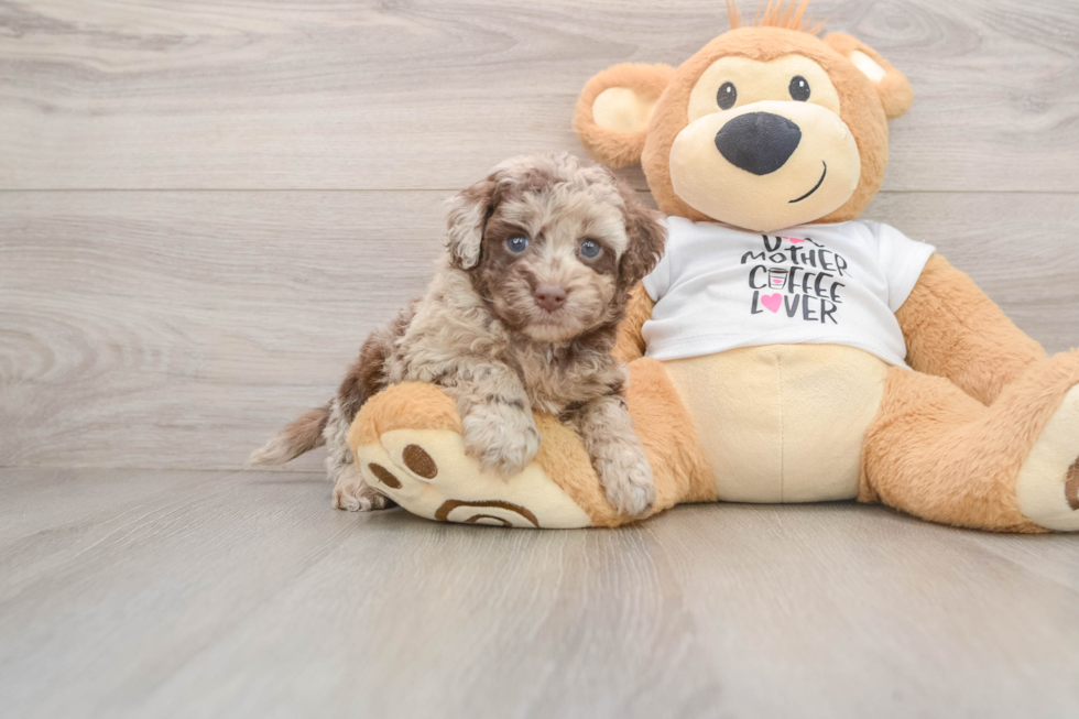 Small Cockapoo Baby