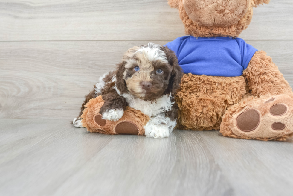 Cockapoo Puppy for Adoption