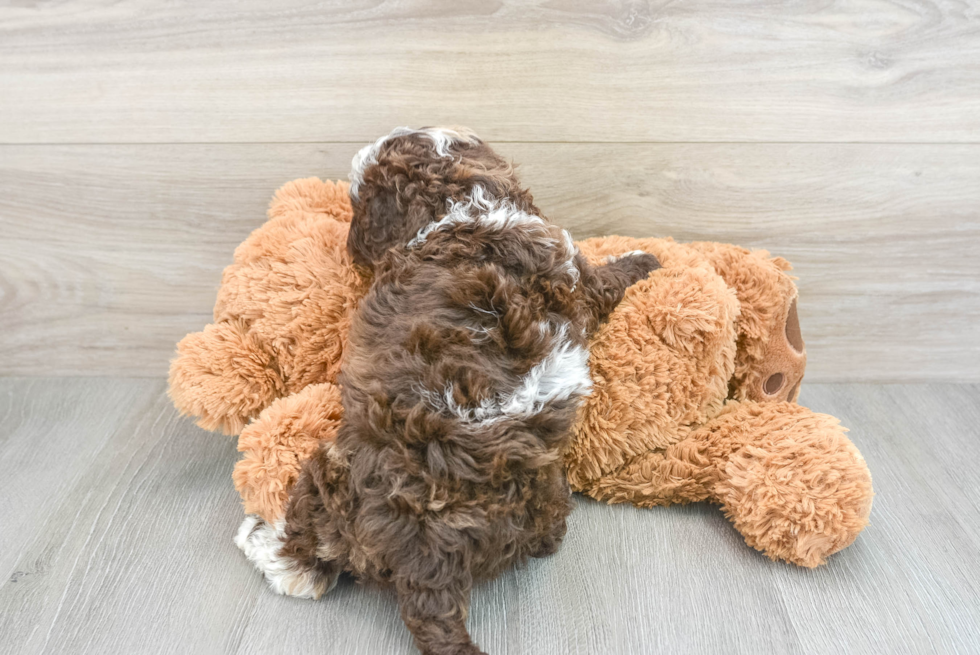 Petite Cockapoo Poodle Mix Pup