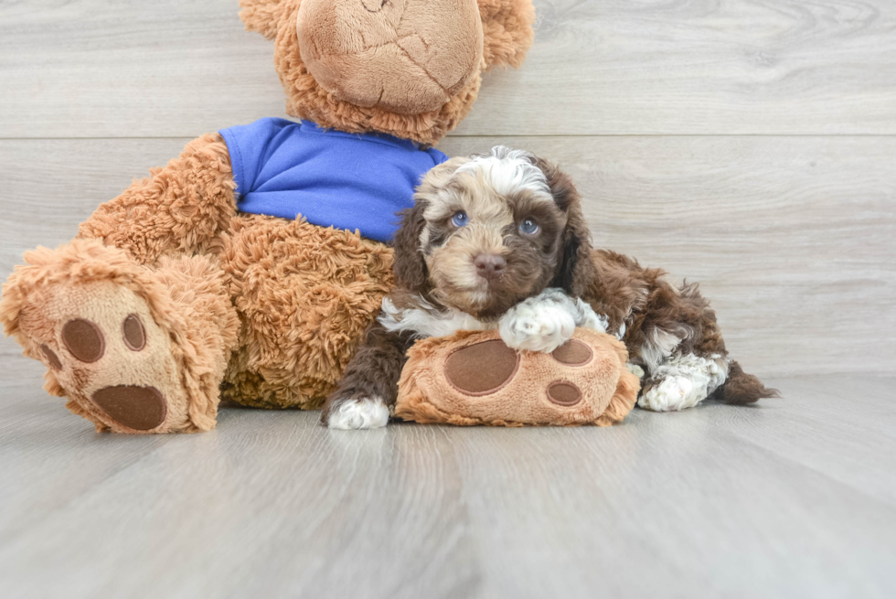 Happy Cockapoo Baby