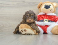 6 week old Cockapoo Puppy For Sale - Puppy Love PR