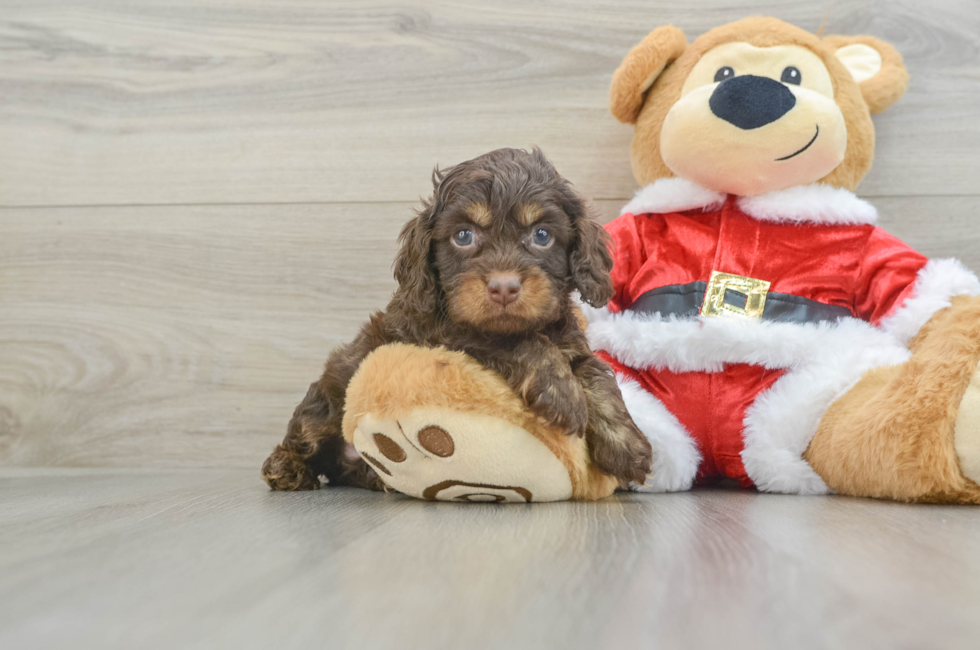 6 week old Cockapoo Puppy For Sale - Puppy Love PR