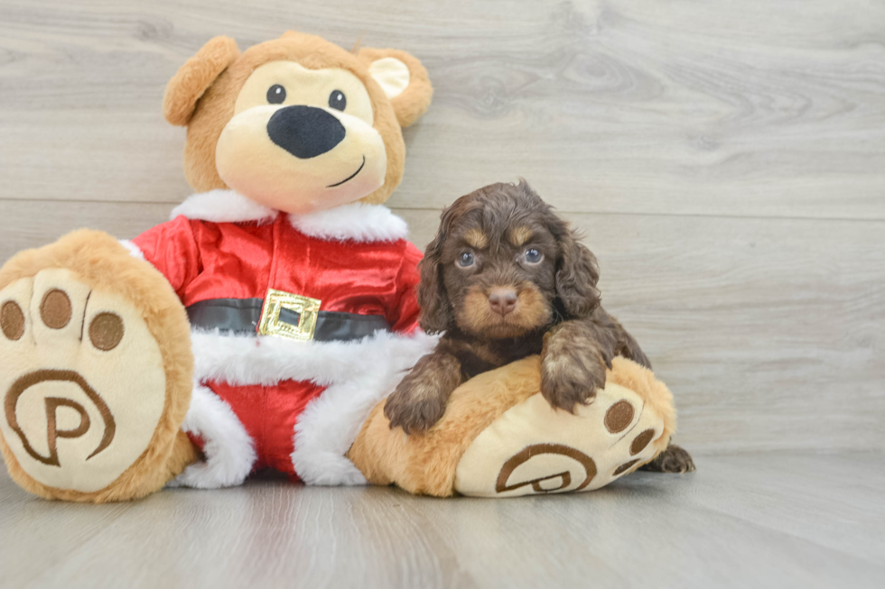 Smart Cockapoo Poodle Mix Pup