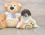 6 week old Cockapoo Puppy For Sale - Puppy Love PR