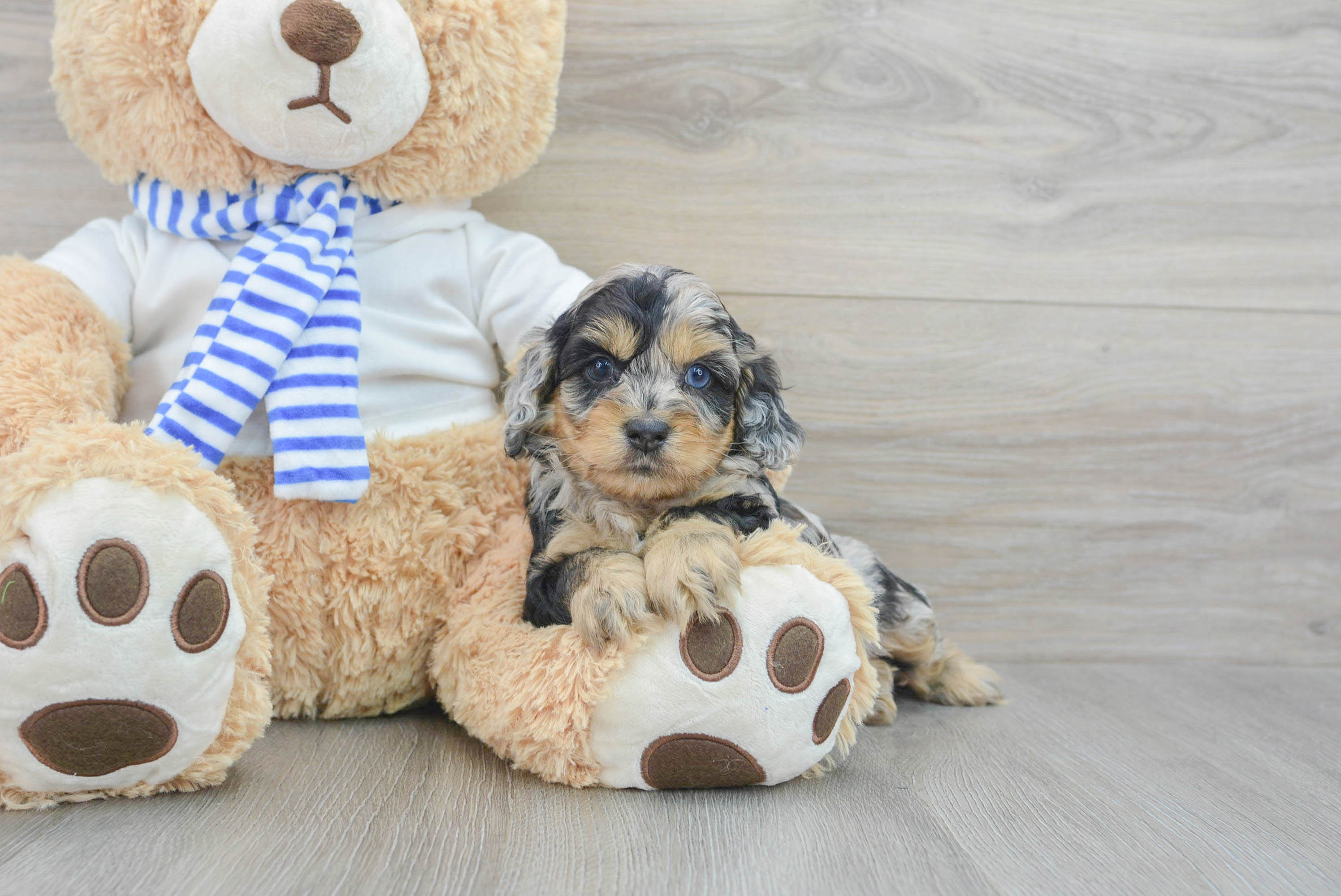 Energetic Cockerpoo Poodle Mix Puppy