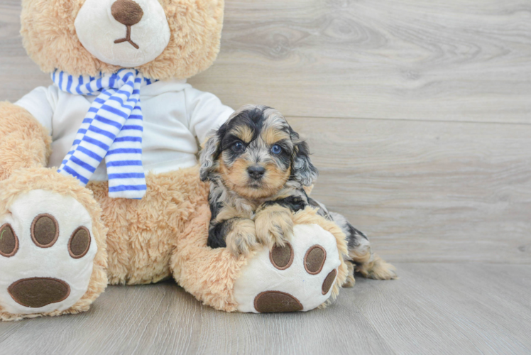 Meet Kravitz - our Cockapoo Puppy Photo 1/3 - Puppy Love PR Energetic Cockerpoo Poodle Mix Puppy