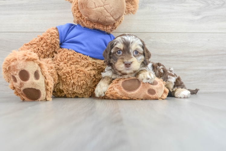 Meet Kravitz - our Cockapoo Puppy Photo 1/3 - Puppy Love PR Smart Cockapoo Poodle Mix Pup