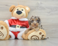 6 week old Cockapoo Puppy For Sale - Puppy Love PR