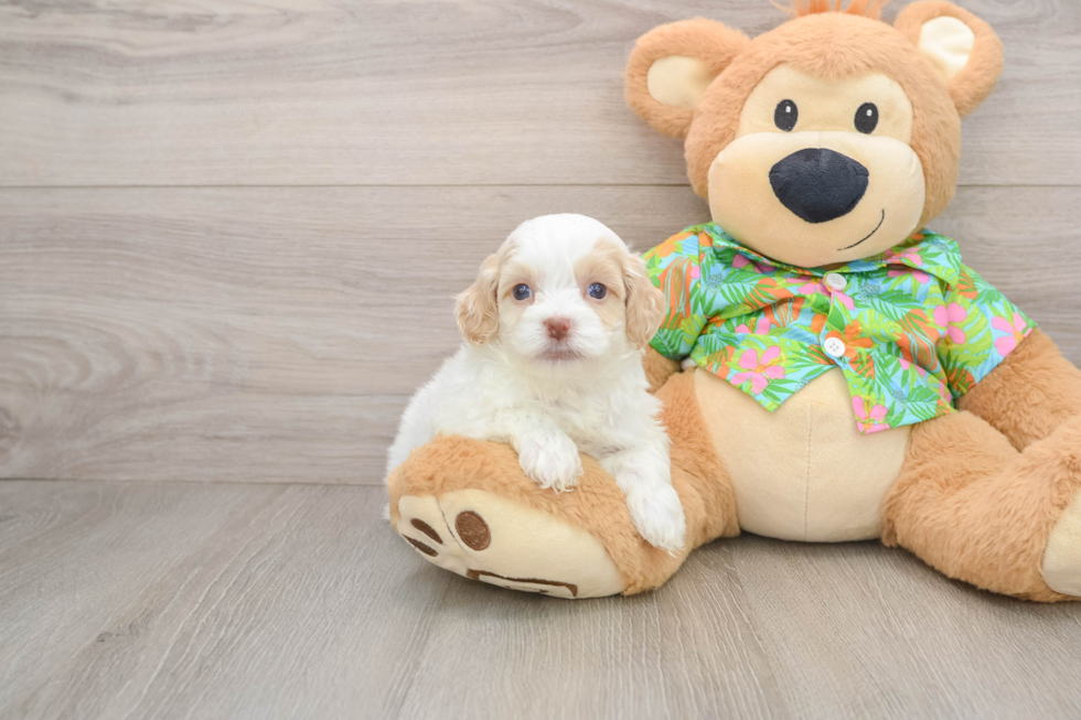 Cockapoo Pup Being Cute