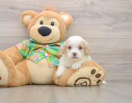 5 week old Cockapoo Puppy For Sale - Puppy Love PR