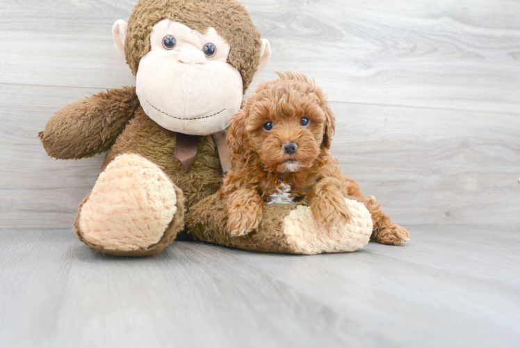 Cute Cockerpoo Poodle Mix Puppy