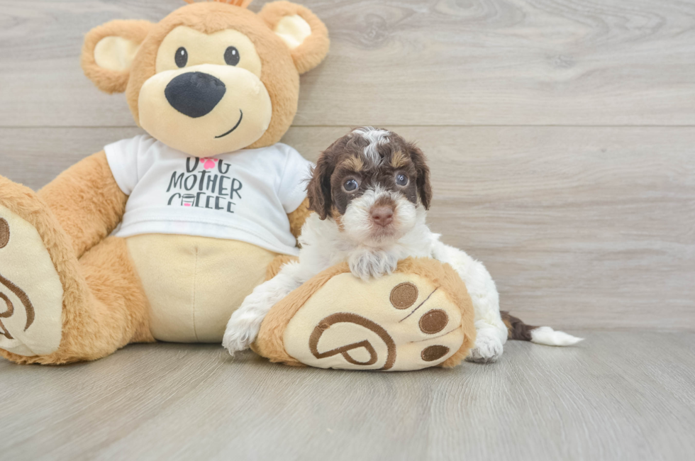 5 week old Cockapoo Puppy For Sale - Puppy Love PR