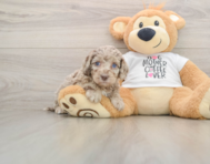 6 week old Cockapoo Puppy For Sale - Puppy Love PR