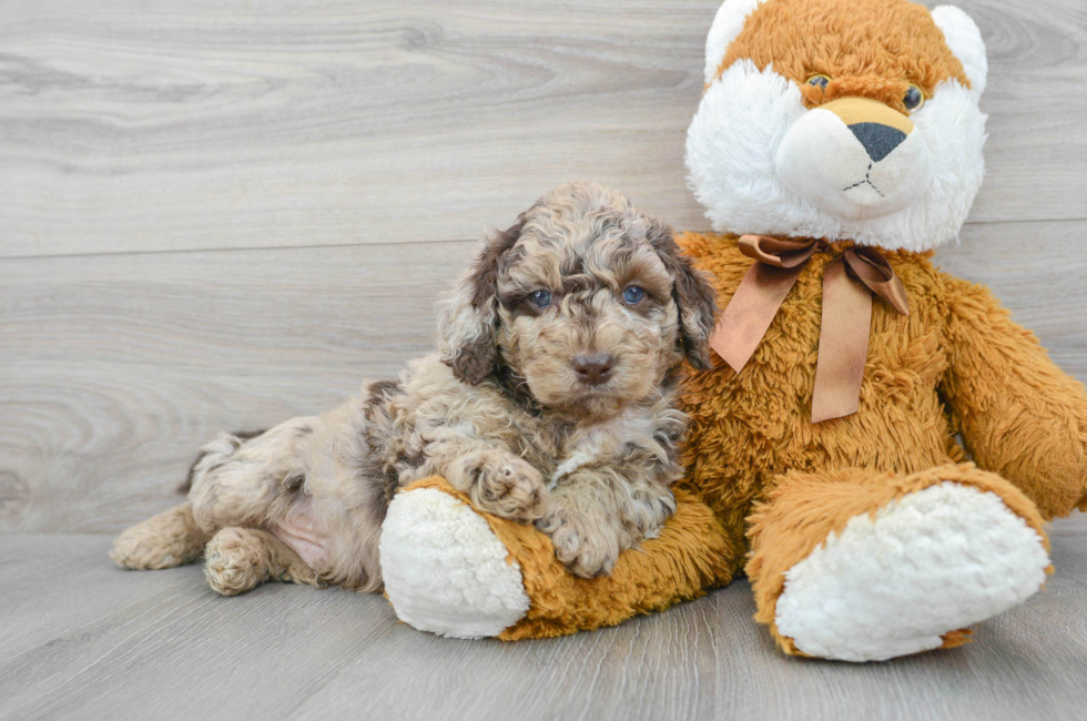 6 week old Cockapoo Puppy For Sale - Puppy Love PR