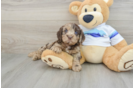 Cockapoo Puppy for Adoption