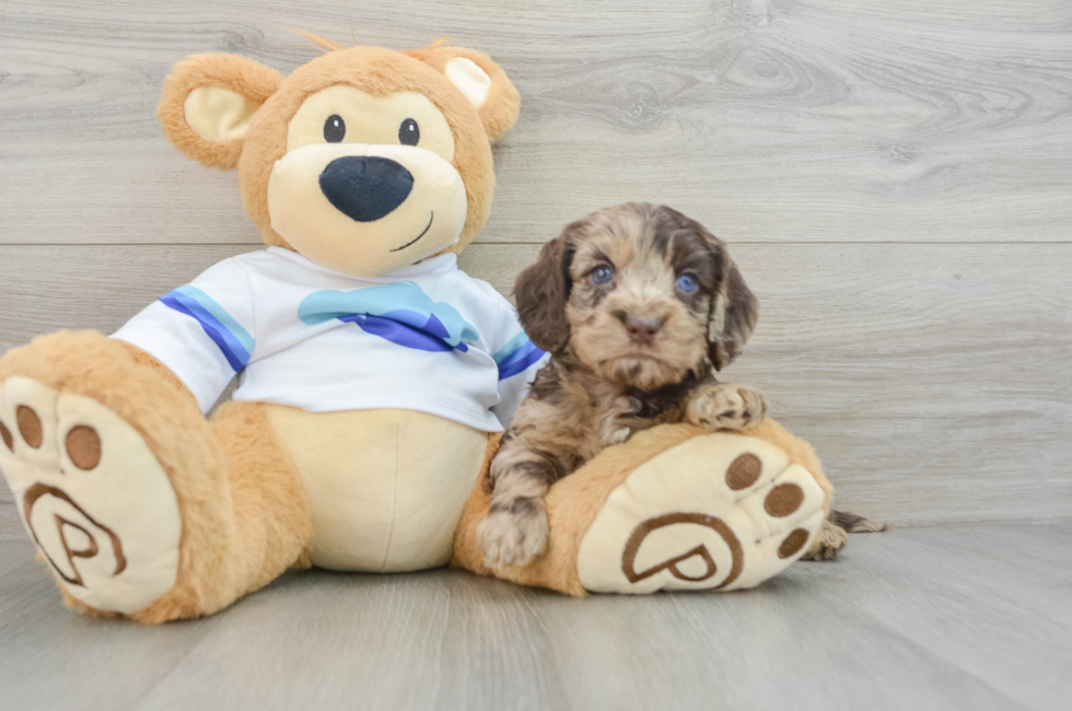 5 week old Cockapoo Puppy For Sale - Puppy Love PR