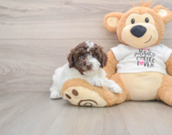 7 week old Cockapoo Puppy For Sale - Puppy Love PR