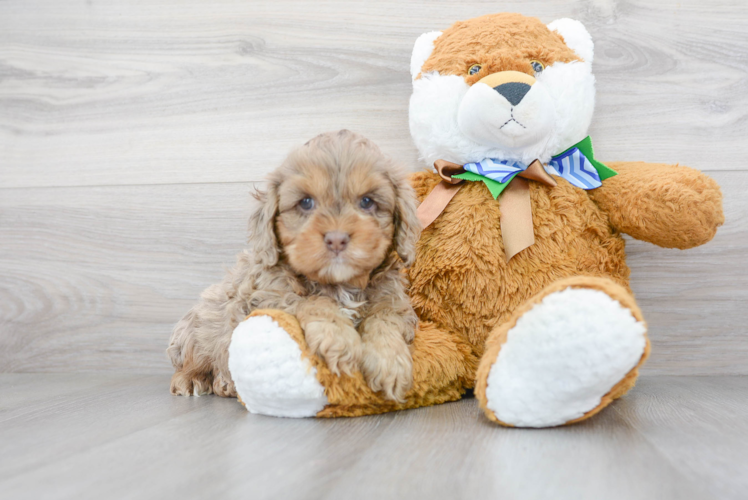 Meet Patagonia - our Cockapoo Puppy Photo 1/3 - Puppy Love PR Cockapoo Puppy for Adoption