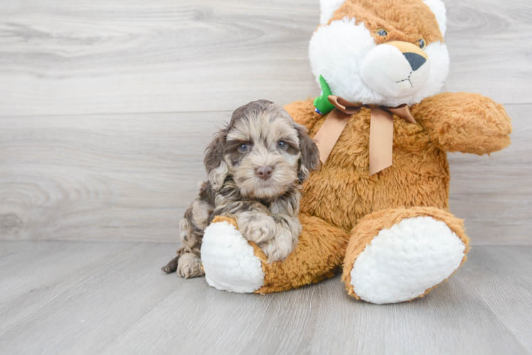 Cute Cockapoo Poodle Mix Pup