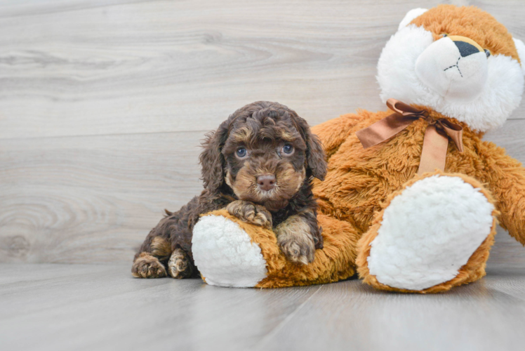 Fluffy Cockapoo Poodle Mix Pup