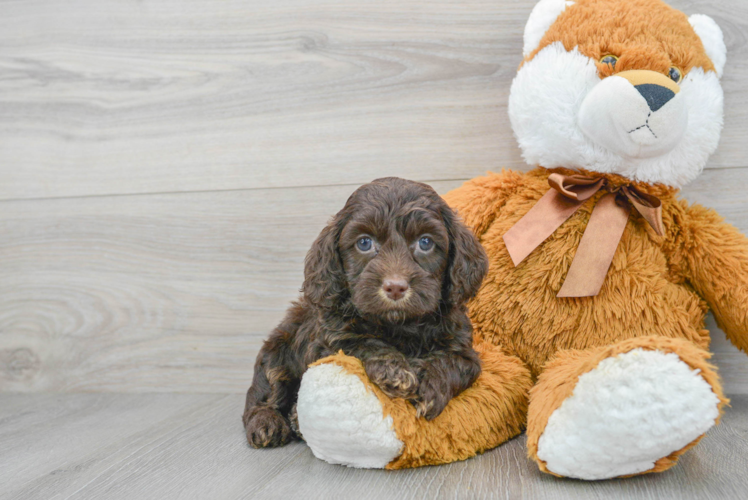 Meet Patagonia - our Cockapoo Puppy Photo 1/3 - Puppy Love PR Adorable Cockerpoo Poodle Mix Puppy