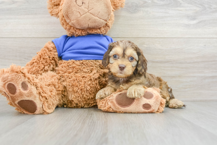 Meet Patanga - our Cockapoo Puppy Photo 1/3 - Puppy Love PR Hypoallergenic Cocker Doodle Poodle Mix Puppy