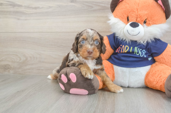Friendly Cockapoo Baby