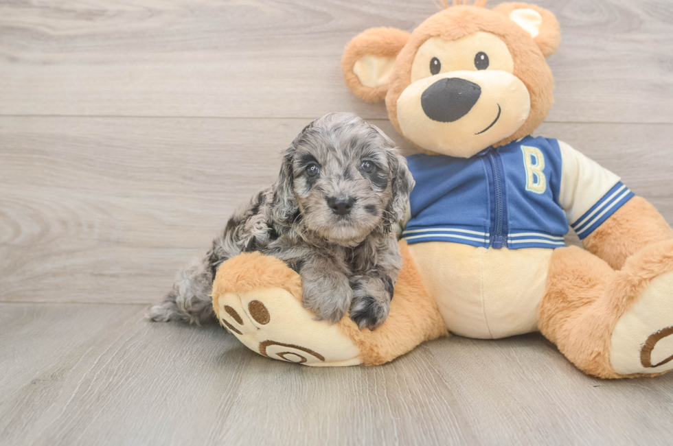 5 week old Cockapoo Puppy For Sale - Puppy Love PR