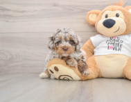 7 week old Cockapoo Puppy For Sale - Puppy Love PR