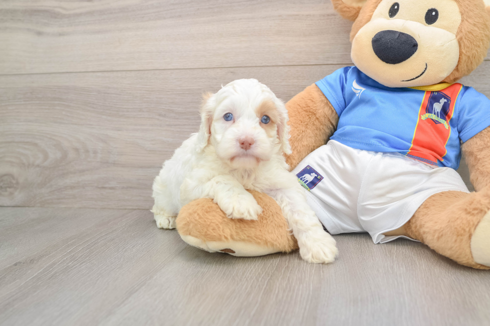 Cockapoo Pup Being Cute